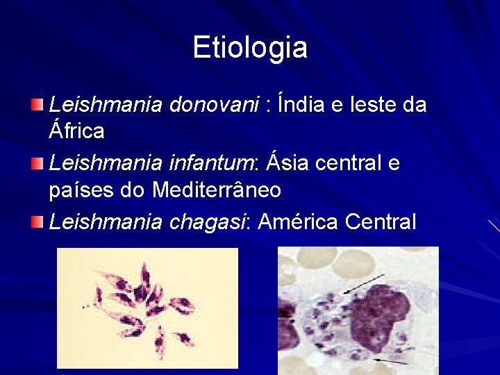 Etiologia Leishmania donovani : Índia e leste da África Leishmania infantum: Ásia central e