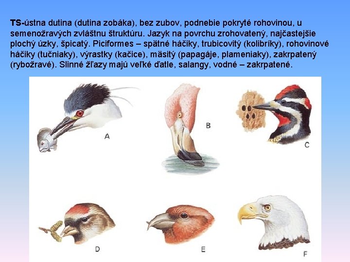 TS-ústna dutina (dutina zobáka), bez zubov, podnebie pokryté rohovinou, u semenožravých zvláštnu štruktúru. Jazyk