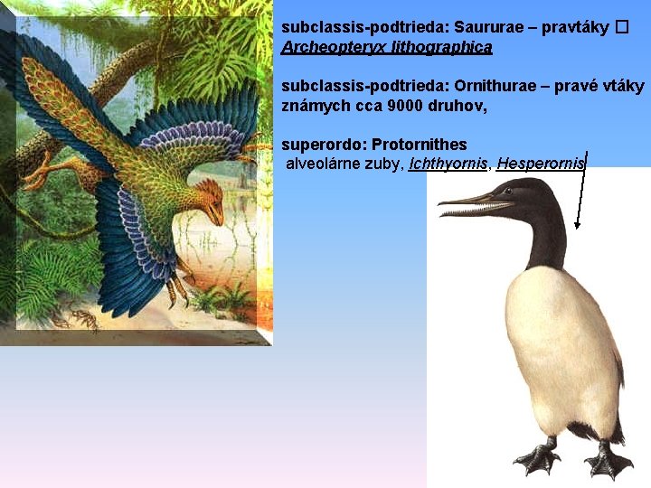 subclassis-podtrieda: Saururae – pravtáky � Archeopteryx lithographica subclassis-podtrieda: Ornithurae – pravé vtáky známych cca