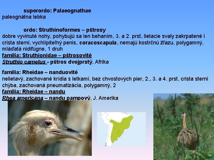 superordo: Palaeognathae paleognátna lebka ordo: Struthinoformes – pštrosy dobre vyvinuté nohy, pohybujú sa len