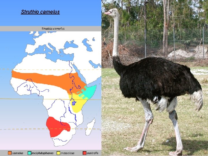 Struthio camelus 