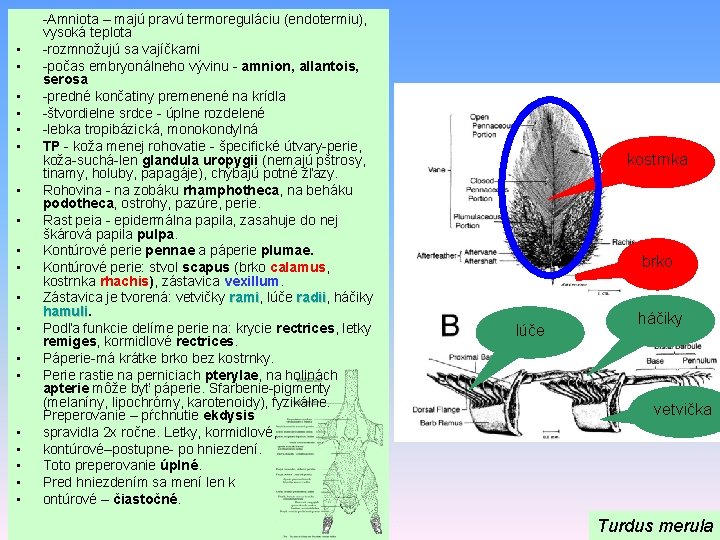  • • • • • -Amniota – majú pravú termoreguláciu (endotermiu), vysoká teplota