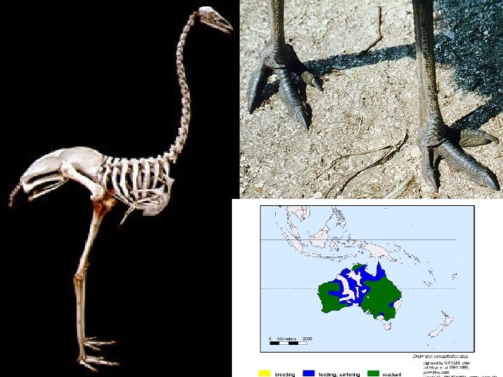 familia: Dromaiidae – emu Dromaius novaehollandiae – emu hnedý, Austrália 