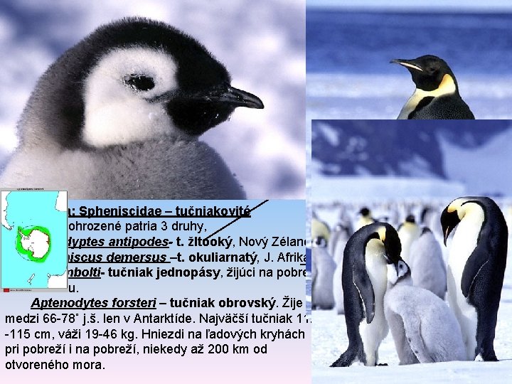 superordo: Neognathe neognátna lebka ordo: Sphenisciformes – tučniaky len na južnej pologuli. Druhotne stratili superordo: Neognathe neognátna lebka ordo: Sphenisciformes – tučniaky len na južnej pologuli. Druhotne stratili