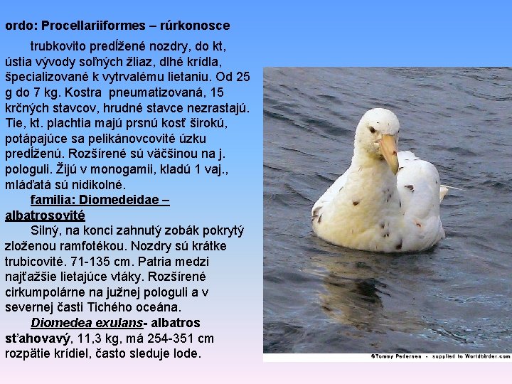 ordo: Procellariiformes – rúrkonosce trubkovito predĺžené nozdry, do kt, ústia vývody soľných žliaz, dlhé