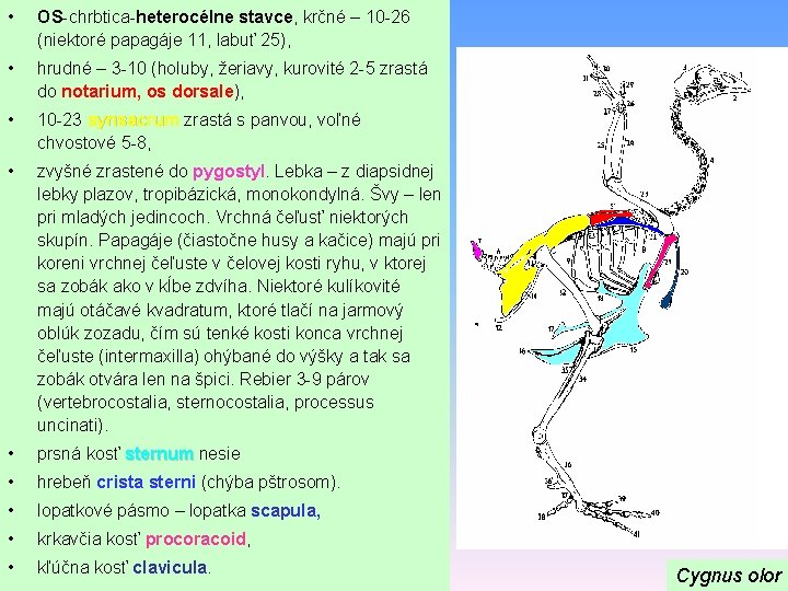  • OS-chrbtica-heterocélne stavce, krčné – 10 -26 (niektoré papagáje 11, labuť 25), •