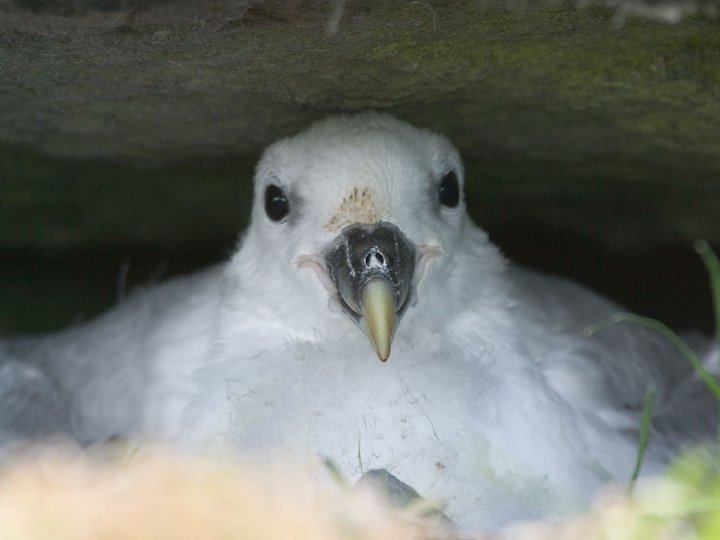 familia: Procellariidae – víchrovníkovité Kozmopolitne rozšírené vo všetkých oceánoch, najväčšiu druhovú diverzitu dosahujú na