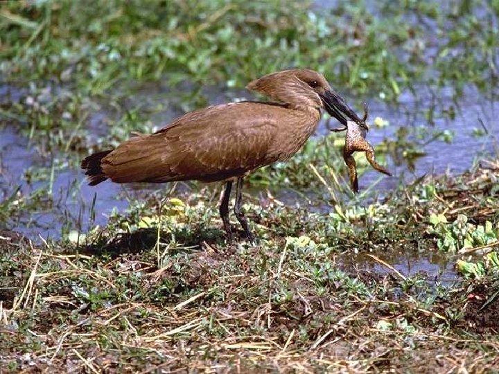 ordo: Ciconiiformes – brodivce Brodivé nohy s dlhým behákom a dlhými prstami, bez plávacích