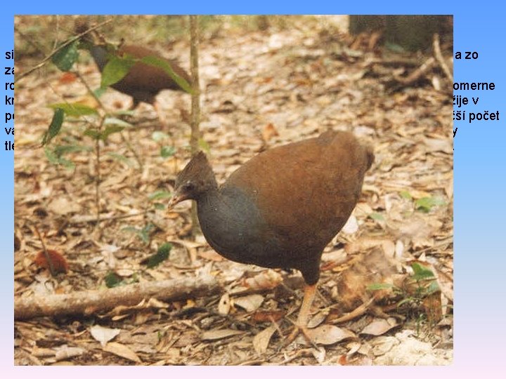 ordo: Galliformes – hrabavce silnou tzv. hrabavou nohou. Behák je spredu krytý dvoma radmi