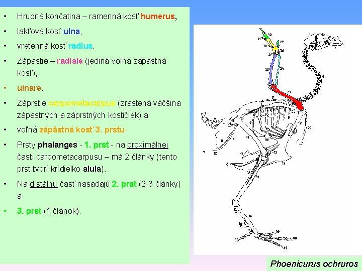  • Hrudná končatina – ramenná kosť humerus, • lakťová kosť ulna, • vretenná