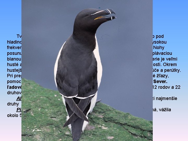 familia: Rostratulidae familia: Dromadidae familia: Haematopodidae familia: Ibidorhynchidae familia: Alcidae – alky Tvar tela familia: Rostratulidae familia: Dromadidae familia: Haematopodidae familia: Ibidorhynchidae familia: Alcidae – alky Tvar tela