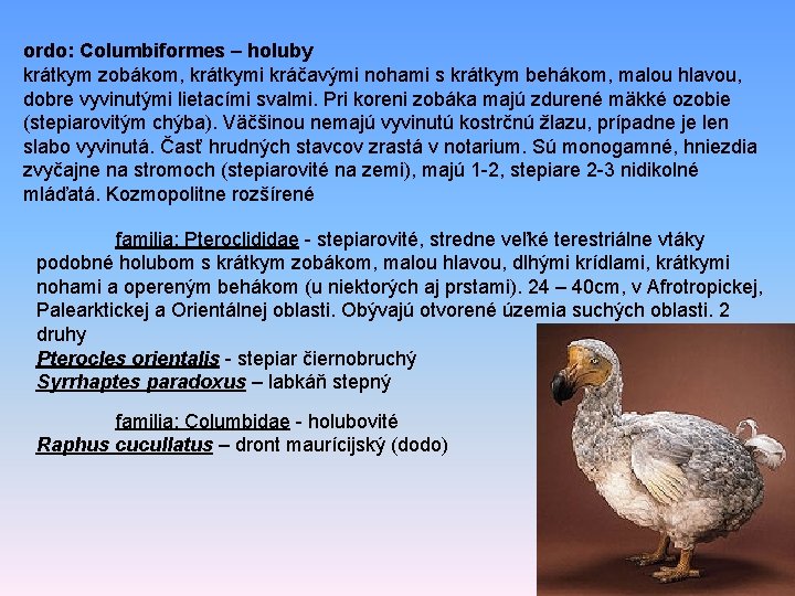 ordo: Columbiformes – holuby krátkym zobákom, krátkymi kráčavými nohami s krátkym behákom, malou hlavou,