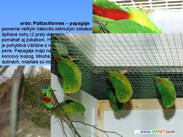 ordo: Psittaciformes – papagáje pomerne veľkým hákovito zahnutým zobákom so širokým ozobím, krátke uchopovacie