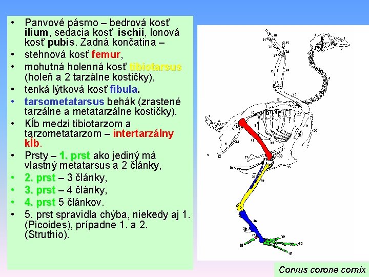  • Panvové pásmo – bedrová kosť ilium, sedacia kosť ischii, lonová kosť pubis.