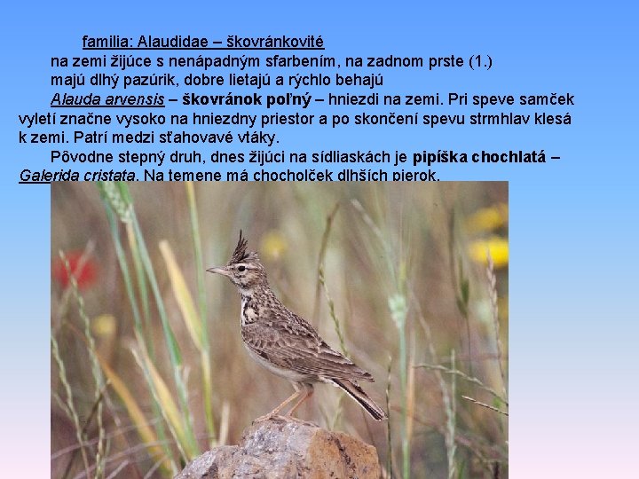 familia: Alaudidae – škovránkovité na zemi žijúce s nenápadným sfarbením, na zadnom prste (1.