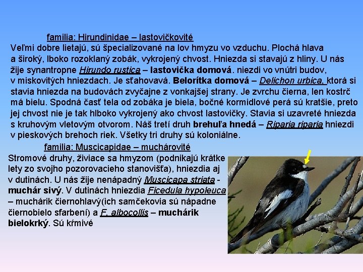 familia: Hirundinidae – lastovičkovité Veľmi dobre lietajú, sú špecializované na lov hmyzu vo vzduchu.