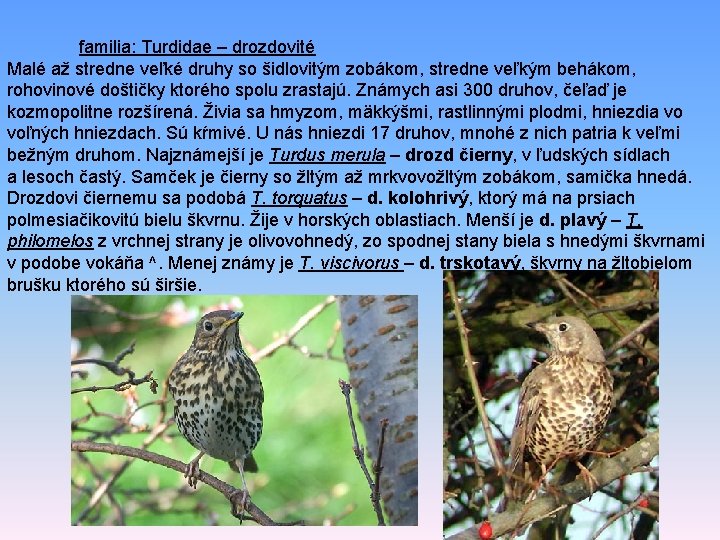 familia: Turdidae – drozdovité Malé až stredne veľké druhy so šidlovitým zobákom, stredne veľkým