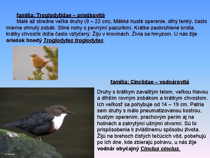 familia: Troglodytidae – orieškovité Malé až stredne veľké druhy (9 – 22 cm). Mäkké familia: Troglodytidae – orieškovité Malé až stredne veľké druhy (9 – 22 cm). Mäkké