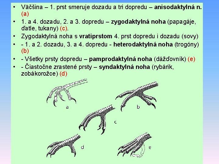  • Väčšina – 1. prst smeruje dozadu a tri dopredu – anisodaktylná n.