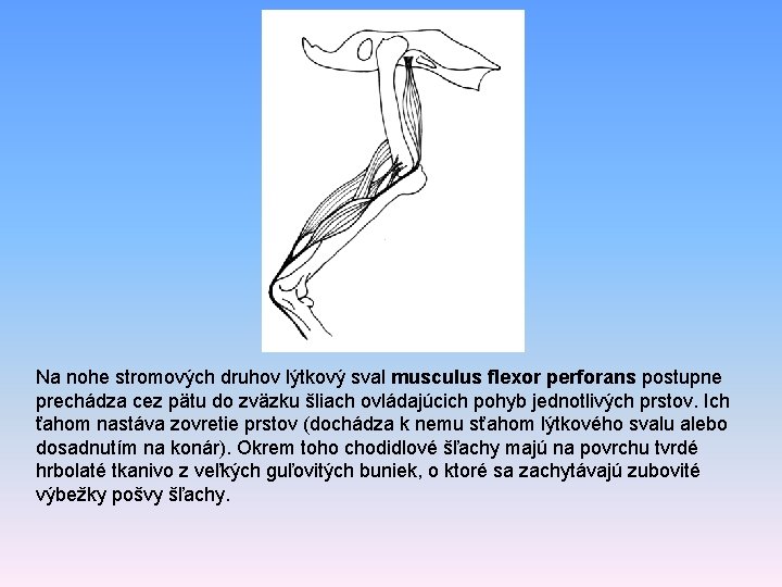 Na nohe stromových druhov lýtkový sval musculus flexor perforans postupne prechádza cez pätu do