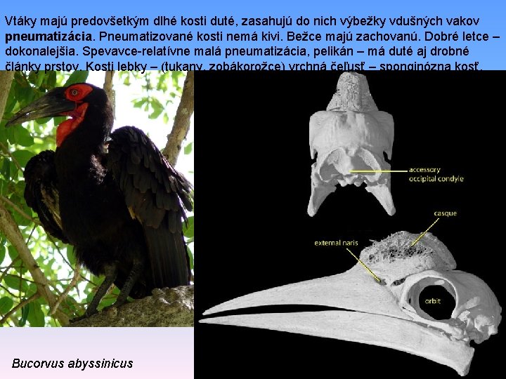 Vtáky majú predovšetkým dlhé kosti duté, zasahujú do nich výbežky vdušných vakov pneumatizácia. Pneumatizované