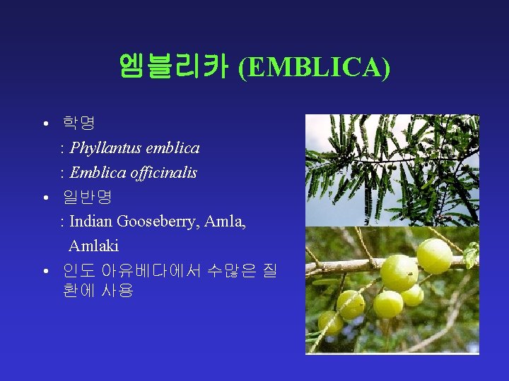 엠블리카 (EMBLICA) • 학명 : Phyllantus emblica : Emblica officinalis • 일반명 : Indian