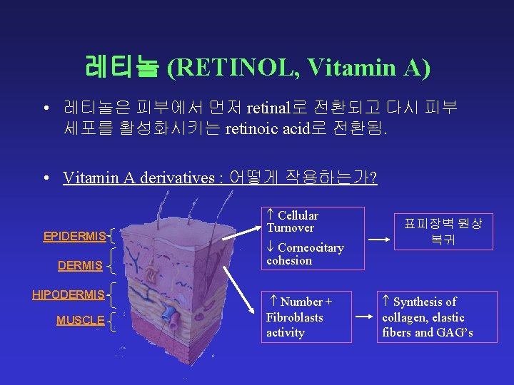 레티놀 (RETINOL, Vitamin A) • 레티놀은 피부에서 먼저 retinal로 전환되고 다시 피부 세포를 활성화시키는