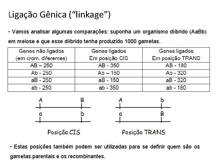 Ligação Gênica (“linkage”) • Vamos analisar algumas comparações: suponha um organismo diíbrido (Aa. Bb)