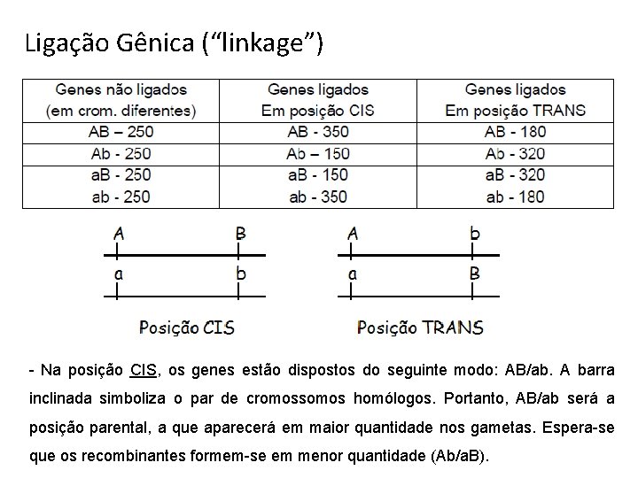 Ligação Gênica (“linkage”) - Na posição CIS, os genes estão dispostos do seguinte modo: