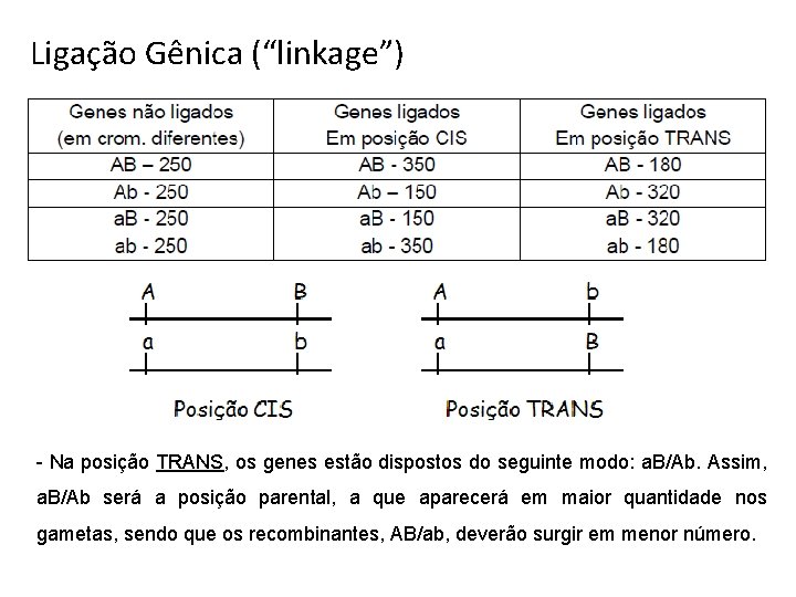Ligação Gênica (“linkage”) - Na posição TRANS, os genes estão dispostos do seguinte modo: