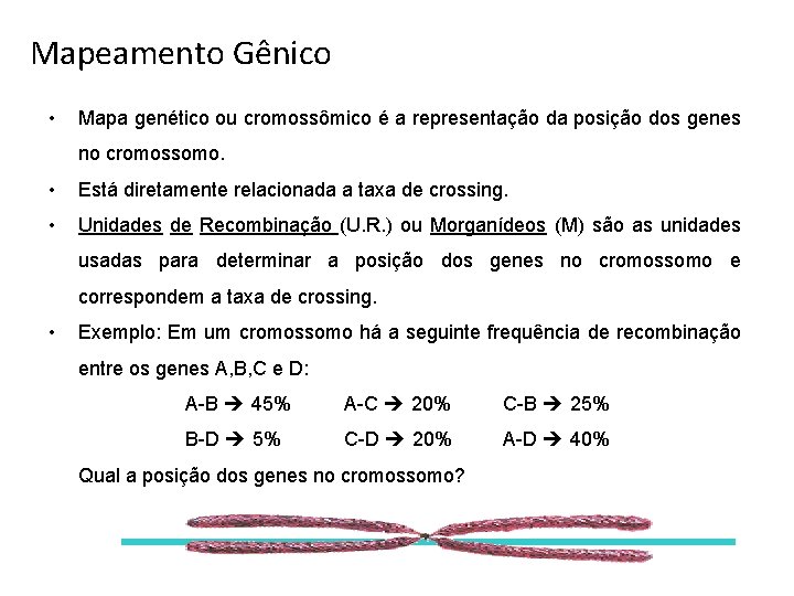 Mapeamento Gênico • Mapa genético ou cromossômico é a representação da posição dos genes