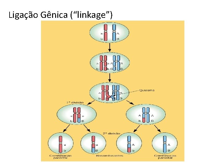 Ligação Gênica (“linkage”) 