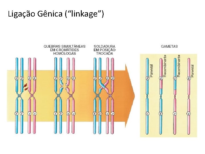 Ligação Gênica (“linkage”) 