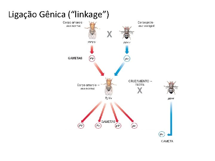 Ligação Gênica (“linkage”) 