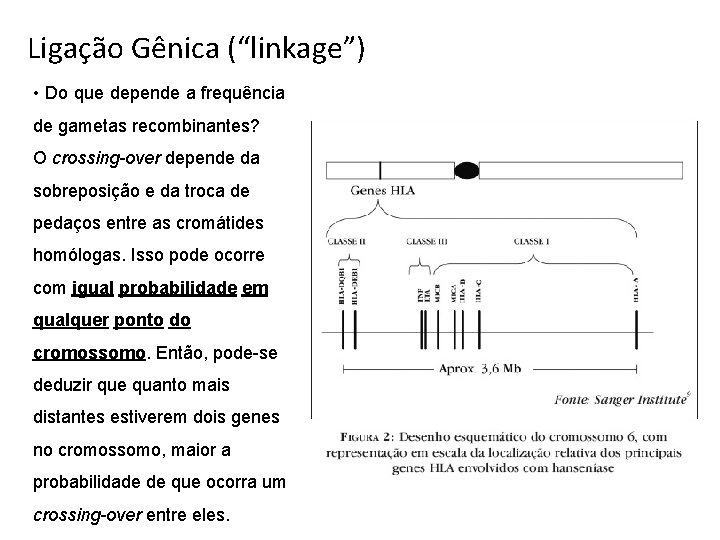 Ligação Gênica (“linkage”) • Do que depende a frequência de gametas recombinantes? O crossing-over