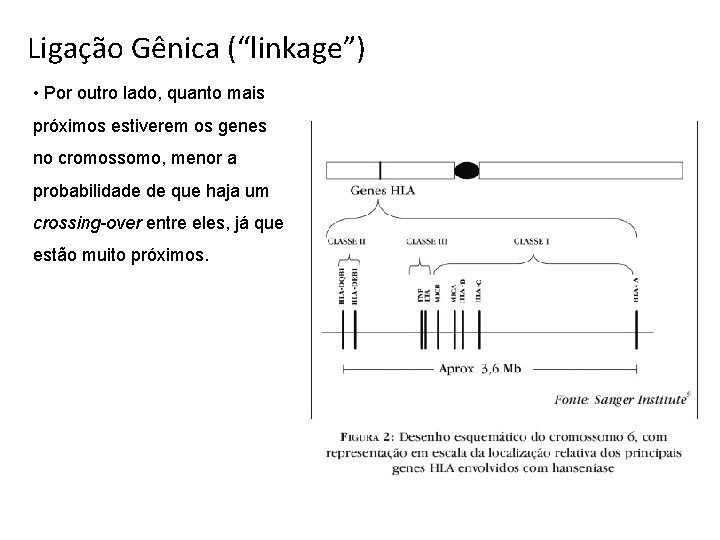 Ligação Gênica (“linkage”) • Por outro lado, quanto mais próximos estiverem os genes no