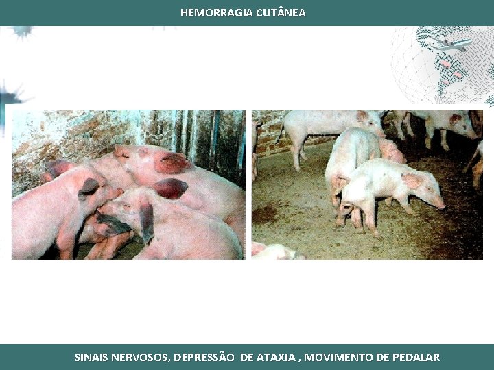 FORMA AGUDA - PSA HEMORRAGIA CUT NEA SINAIS NERVOSOS, DEPRESSÃO DE ATAXIA , MOVIMENTO