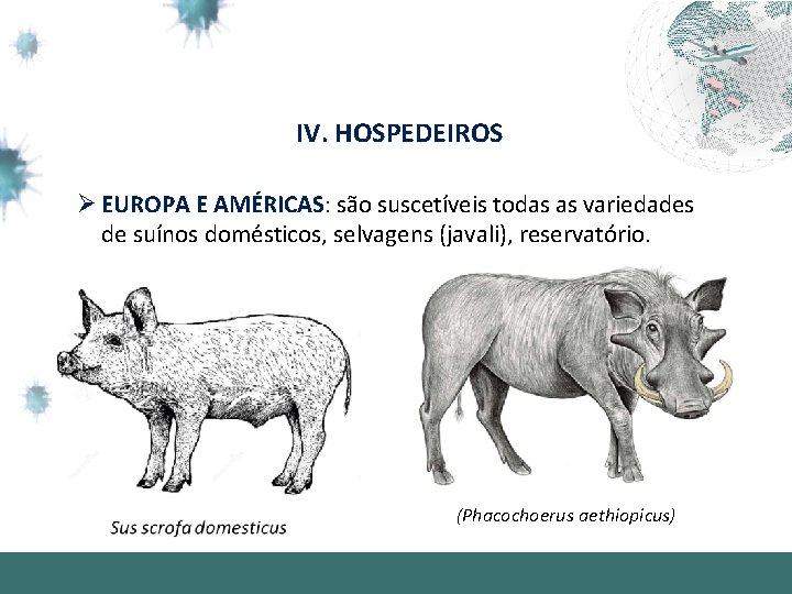 IV. HOSPEDEIROS Ø EUROPA E AMÉRICAS: são suscetíveis todas as variedades de suínos domésticos,