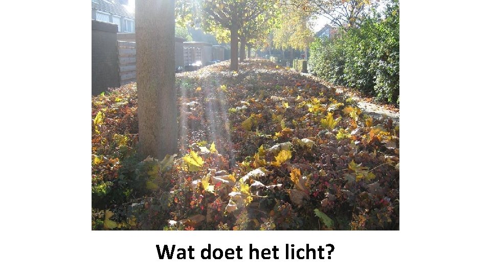 Wat doet het licht? 