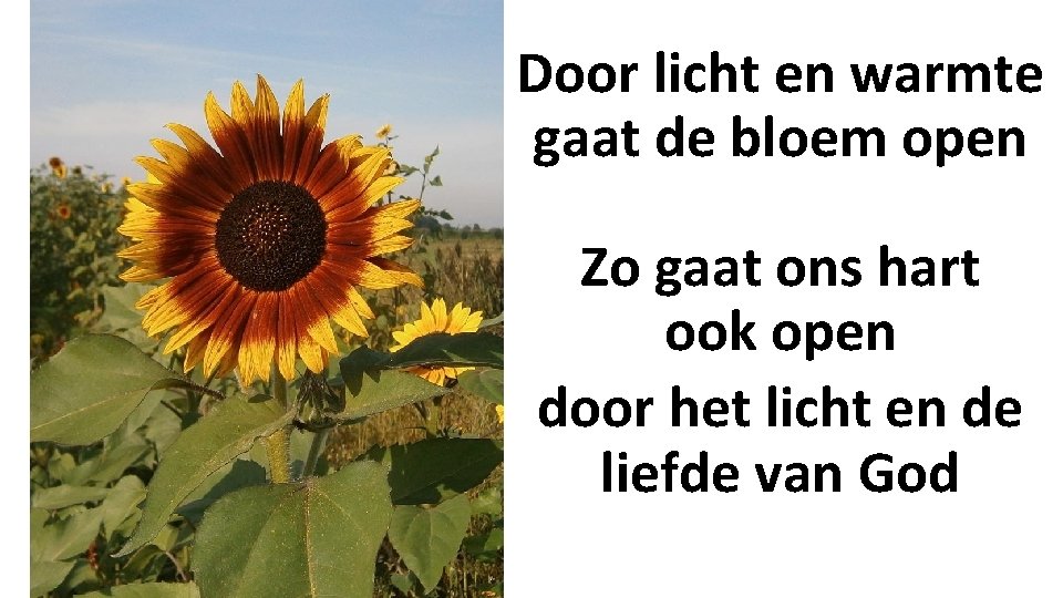 Door licht en warmte gaat de bloem open Zo gaat ons hart ook open
