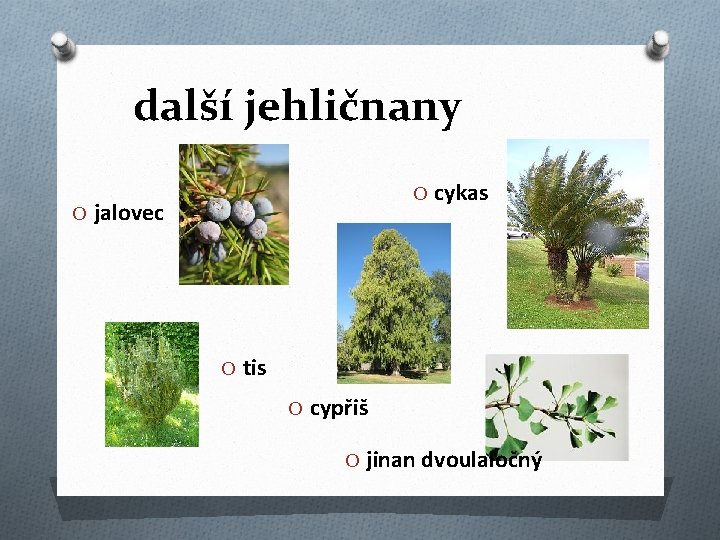 další jehličnany O cykas O jalovec O tis O cypřiš O jinan dvoulaločný 