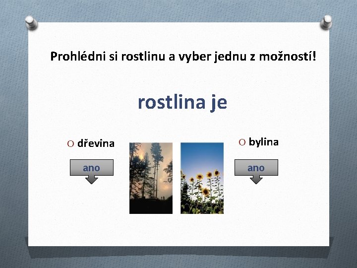 Prohlédni si rostlinu a vyber jednu z možností! rostlina je O dřevina O bylina