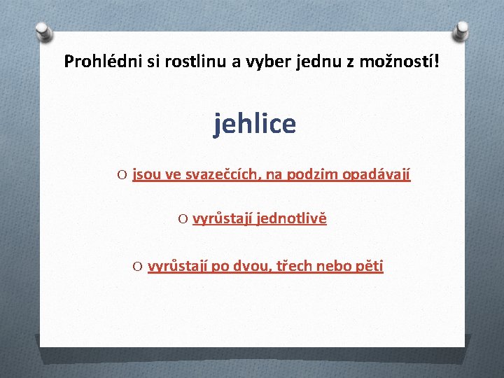 Prohlédni si rostlinu a vyber jednu z možností! jehlice O jsou ve svazečcích, na