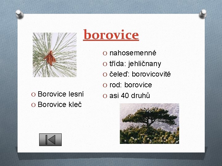 borovice O nahosemenné O třída: jehličnany O čeleď: borovicovité O rod: borovice O Borovice