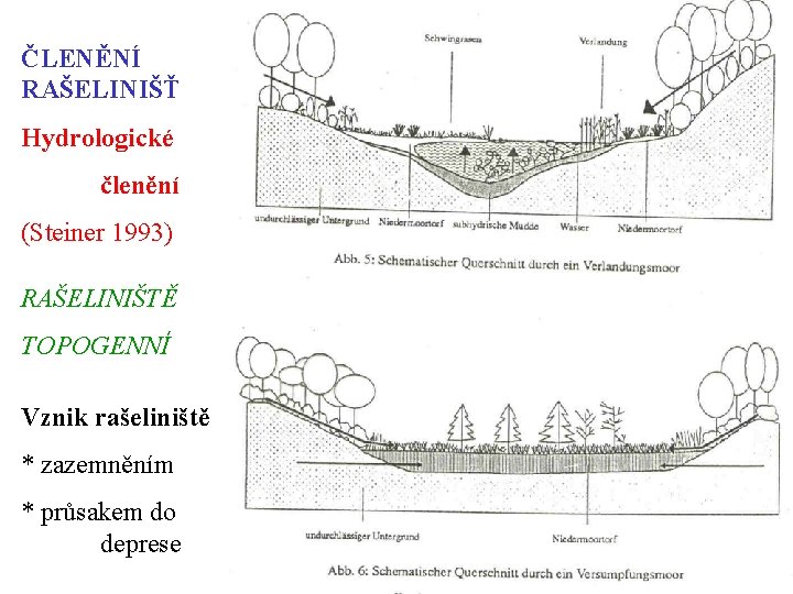 ČLENĚNÍ RAŠELINIŠŤ Hydrologické členění (Steiner 1993) RAŠELINIŠTĚ TOPOGENNÍ Vznik rašeliniště * zazemněním * průsakem