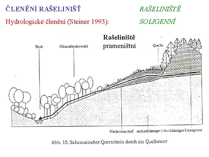 ČLENĚNÍ RAŠELINIŠŤ RAŠELINIŠTĚ Hydrologické členění (Steiner 1993): SOLIGENNÍ Rašeliniště prameništní 