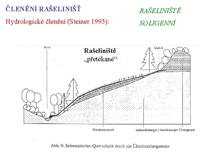 ČLENĚNÍ RAŠELINIŠŤ RAŠELINIŠTĚ Hydrologické členění (Steiner 1993): SOLIGENNÍ Rašeliniště „přetékané“ 