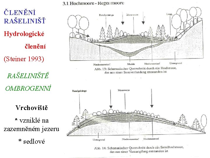 ČLENĚNÍ RAŠELINIŠŤ Hydrologické členění (Steiner 1993) RAŠELINIŠTĚ OMBROGENNÍ Vrchoviště * vzniklé na zazemněném jezeru