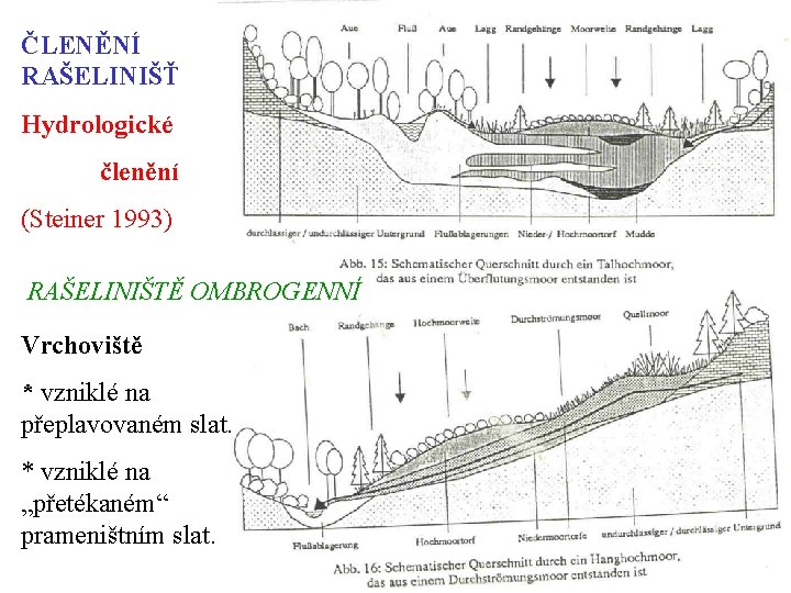 ČLENĚNÍ RAŠELINIŠŤ Hydrologické členění (Steiner 1993) RAŠELINIŠTĚ OMBROGENNÍ Vrchoviště * vzniklé na přeplavovaném slat.
