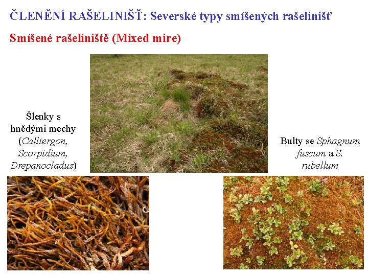 ČLENĚNÍ RAŠELINIŠŤ: Severské typy smíšených rašelinišť Smíšené rašeliniště (Mixed mire) Šlenky s hnědými mechy